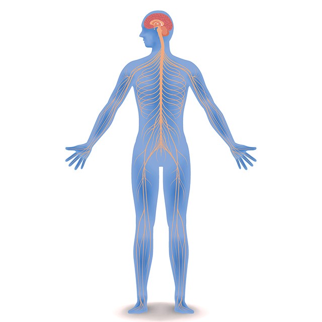 Nervous system