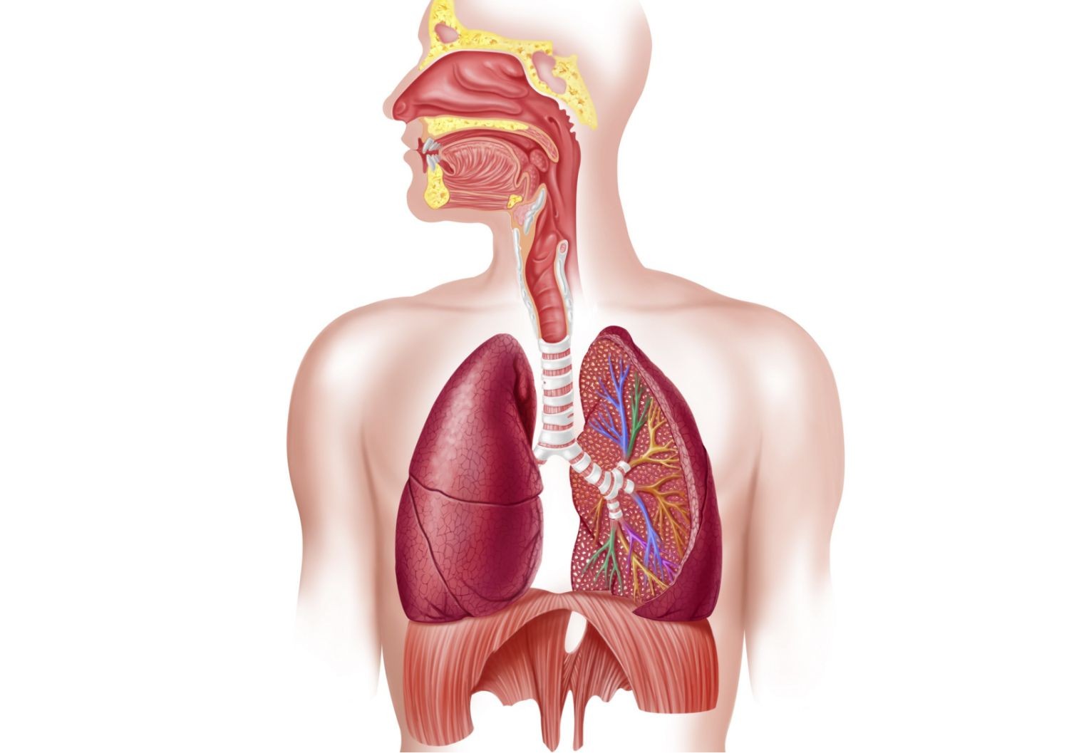 Respiratory