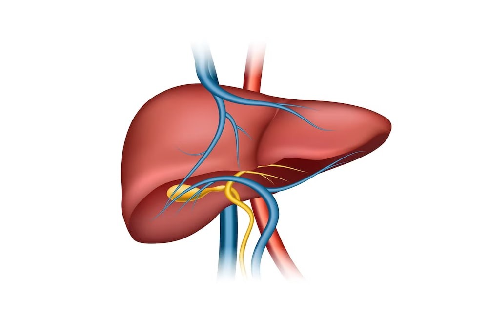 liver