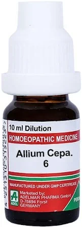 Allium cepa