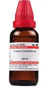 Cactus grandiflorus