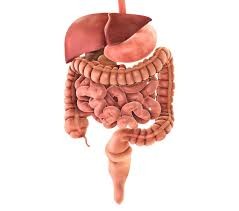 Gastro-intestinal