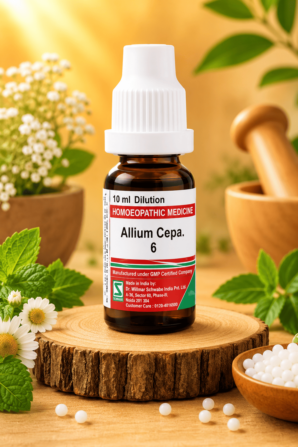 Allium cepa